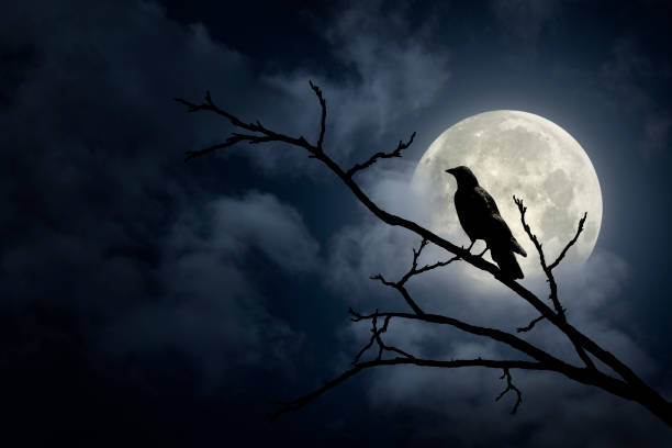 Spooky Halloween Sky Dramatic Halloween sky with full moon and crow on tree branch silhouette crow bird photos stock pictures, royalty-free photos & images