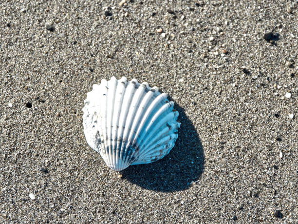 istock Sea background with white shell on clean sandy beach against wavesSea background with white shell on clean sandy beach against waves 1333240090