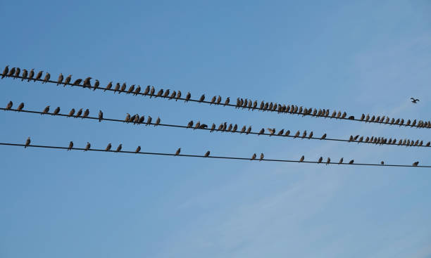 istock Large group of starling birds perched on high wires against a blue sky. 1333240385