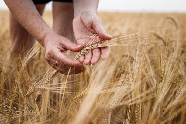 istock Farmers hand examining barley crop before harvest 1333240511