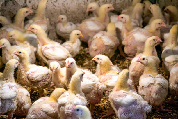 istock Broiler chickens bask under a lamp in a chicken coop in a village. 1333241498