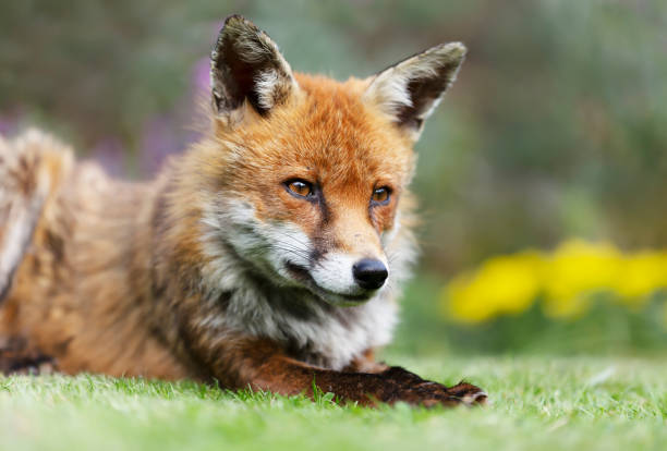 istock Close up of a red fox lying in meadow 1333242191