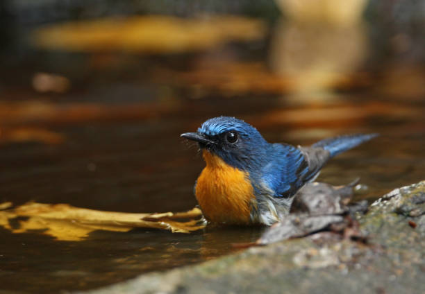 istock Indochinese Blue-flycatcher 1333243289