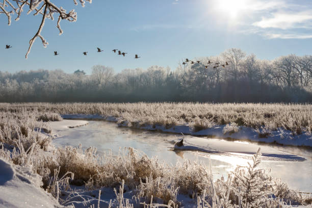 ガチョウは晴れた寒い冬の朝にウィスコンシン州ワウケシャ郡の樹皮川の上空を飛びます。 ホア霜は川底を覆っている。 - landscaped landscape winter usa ストックフォトと画像