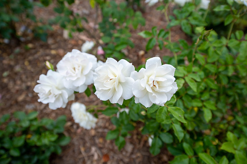Blooming white rose Floribunda 'Meidelweis' bolero in all its glory.. Close-up.