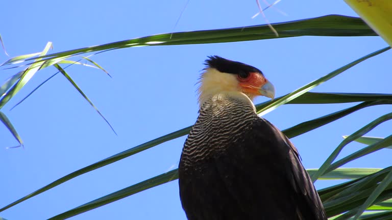 Majestic Southern crested caracara (Caracara plancus) at Brazilian Savannah.