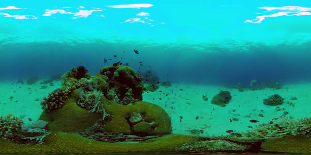 istock Coral reef with fish underwater. Philippines. Virtual Reality 360 1333244477