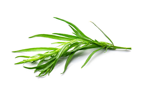 травы эстрагона крупным планом - tarragon twig plant herb стоковые фото и изображения