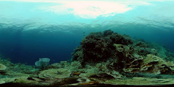 istock Coral reef and tropical fish. Philippines. 360-Degree view 1333244557