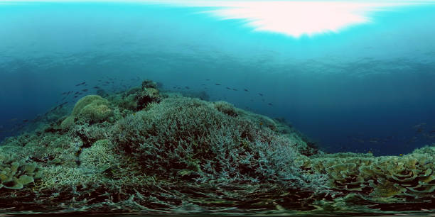 istock Coral reef and tropical fish underwater. Philippines. 360-Degree view 1333244717
