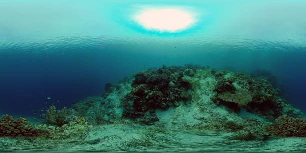 istock Coral reef and tropical fish. Philippines. 360-Degree view 1333244807