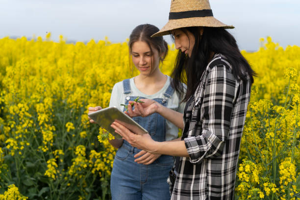 istock Two young lady farmers are comparing the rapeseed 1333247433