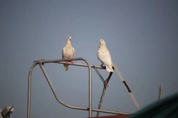 Photo of Birds