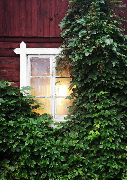 istock Window on hops covered red wooden wall 1333248887
