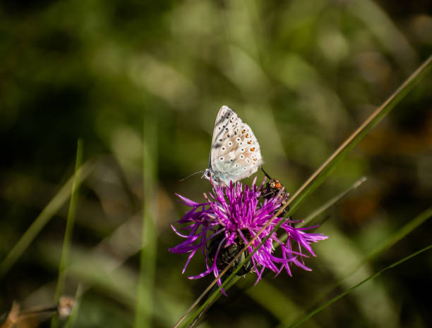 istock Wonderful Butterfly With Blurred background in Eselsburger Valley Wanderparkplatz 1333248948