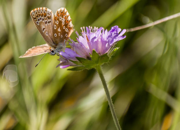 istock Wonderful Butterfly With Blurred background in Eselsburger Valley Wanderparkplatz 1333248979