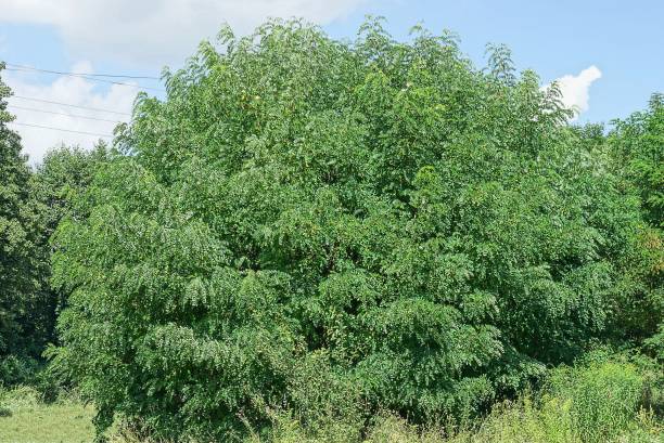 istock big bush of acacia tree with green leaves 1333249016