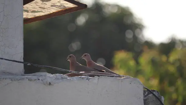 Photo of Birds