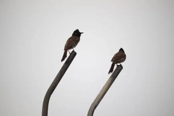 Photo of Birds