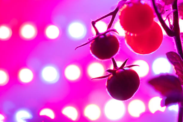 istock cherry tomato harvest under the led light grow lamp 1333250712