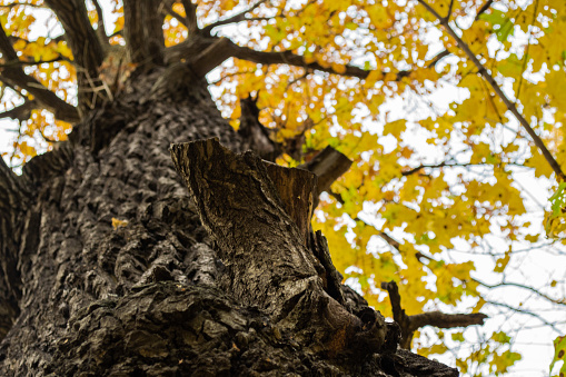 A view from below of the rough bark of an old huge tree with yellow foliage on top.