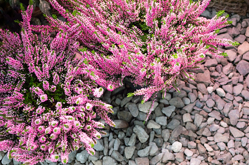 Blooming pink Heather. Selective focus. Gray stone background. Copy space.