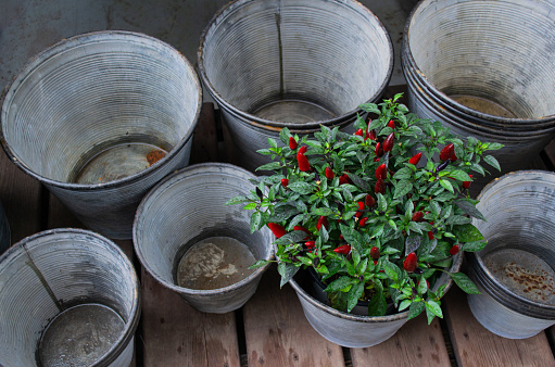 Top view of a lot of empty tin buckets. In one there is a decorative pepper bush with small red peppers.