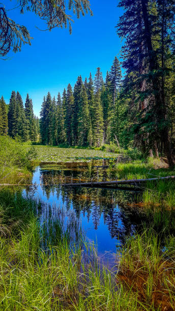 istock Pine trees reflected in a mountain lake on the Grand Mesa National Forest. 1333252608