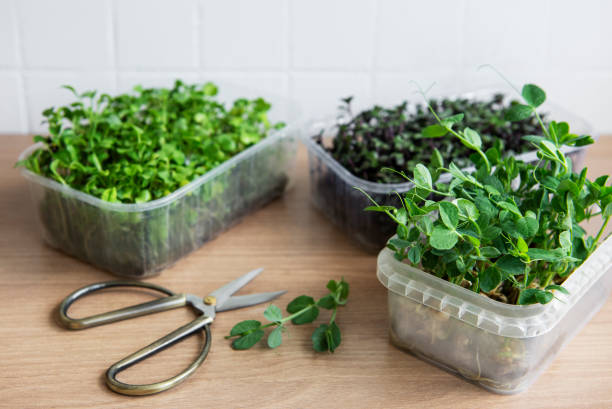 istock Assortment of micro greens on wooden table 1333252713