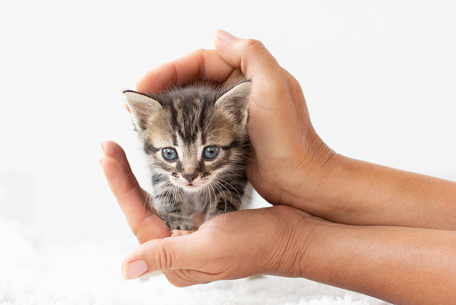 Small kitten in human hands.