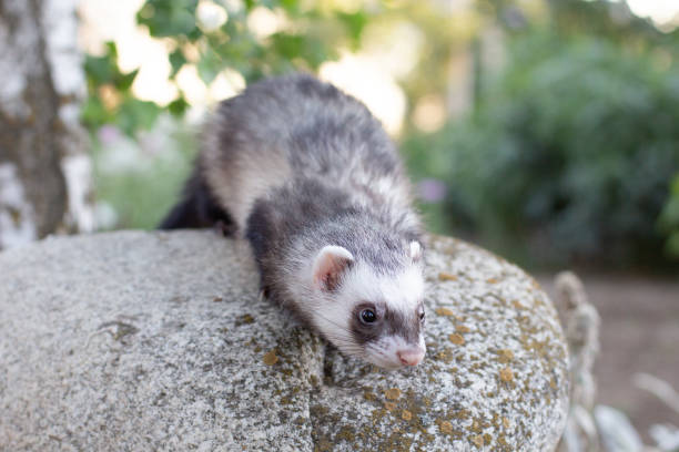 istock Ferret playing on big stone in garden 1333253530