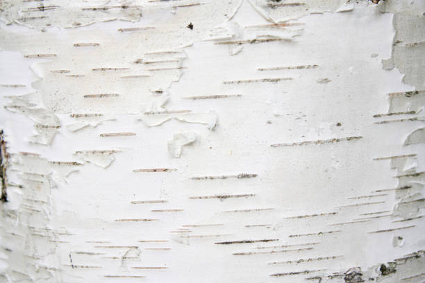 트리 텍스처16 - birch bark birch tree textured 뉴스 사진 이미지