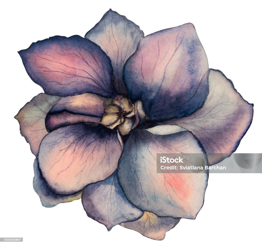 Ilustración de Hermoso Dibujo En Acuarela De Flores Brillantes Closeup y más Vectores Libres de Derechos de Abstracto - iStock Ilustración de Hermoso Dibujo En Acuarela De Flores Brillantes Closeup y más Vectores Libres de Derechos de Abstracto - iStock