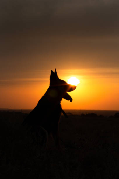 istock dogs silhouette at sunset in the field 1333253828