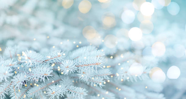 Long banner of white snowy Christmas tree background outdoor, lights bokeh around, and snow falling, Christmas atmosphere stock photo