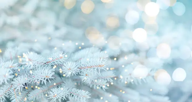 Long banner of white snowy Christmas tree background outdoor, lights bokeh around, and snow falling, Christmas atmosphere.