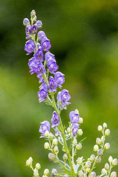 istock Monks hood (aconitum napellus) flowers 1333255295