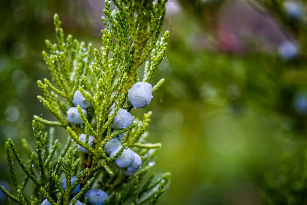Photo of Close up of berry-like blue-black with a whitish waxy bloom female ?ones in the leafage of savin juniper evergreen shrub or Juniperus sabina