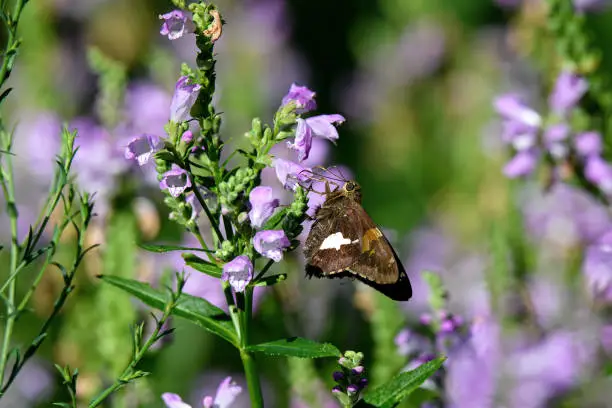 Silver-spotted skipper feeding on obedient plant flower. The silver-spotted skipper is a butterfly of the family Hesperiidae. Obedient plant or false dragonhead is a plant in the mint family.