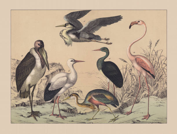 ilustrações de stock, clip art, desenhos animados e ícones de wading birds and flamingoes, hand-colored chromolithograph, published in 1882 - chromolithograph