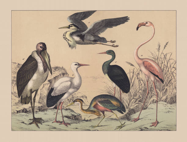 Wading birds and Flamingoes, hand-colored chromolithograph, published in 1882 Wading birds (Ciconiiformes) and Flamingoes (Phoenicopteridae): a) Greater flamingo (Phoenicopterus roseus); b) White stork (Ciconia ciconia); c) Black stork (Ciconia nigra); d) Marabou stork (Leptoptilos crumeniferus); e) Grey heron (Ardea cinerea); f) Purple heron (Ardea purpurea). Hand-colored chromolithograph, published in 1882. wader bird stock illustrations