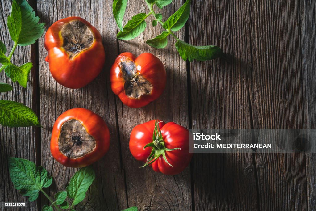 Tomatoes Blossom End Rot or Apical Rotting disease due calcium or irrigation Tomatoes Blossom End Rot or Apical Rotting disease due lack of calcium or bad irrigation is a bad tomato issue Illness Stock Photo