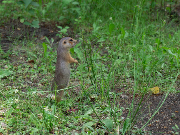 istock Cute gopher stands in the green grass. The gopher stands sideways. 1333258211