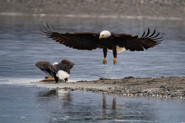 dwa alaska bald eagles, ale tylko jeden ma ryby w chilkat river - haines zdjęcia i obrazy z banku zdjęć