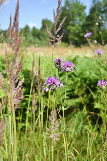 istock Summer meadow on a sunny day 1333260553