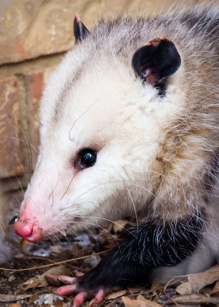 istock An opossum hides next to a building behind a bush. 1333260758