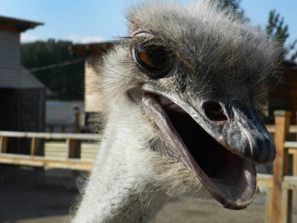 istock Cheerful ostrich closeup head. Open beak. Funny ostrich with long eyelashes. 1333261586
