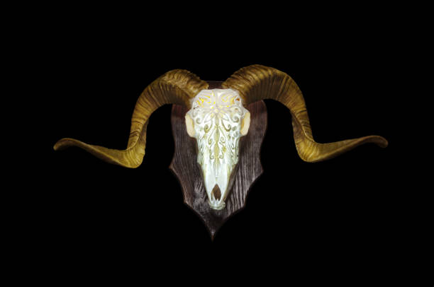 Ram skull with horns. A pattern carved into the skull of an animal. Isolate on a black background.