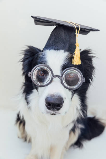 drôle de chiot chien border collie avec lunettes de casquette de graduation isolées sur fond blanc. chien regardant dans des lunettes chapeau de diplômé comme professeur étudiant. retour à l’école. style nerd cool, animal de compagnie drôle - dog graduation hat school photos et images de collection