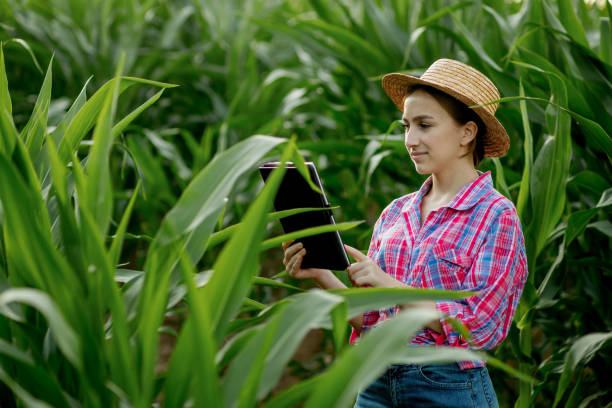 istock Caucasian farmer walking in corn field and examining crop before harvesting at sunset. Agriculture - food production, harvest concept 1333263064
